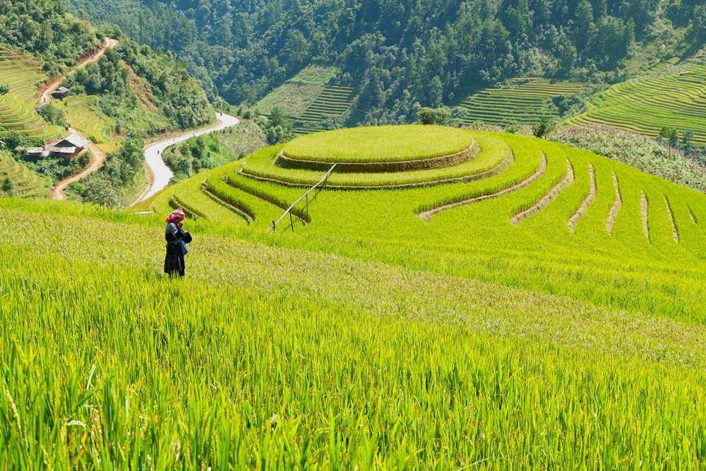Đồi Mâm xôi ở xã La Pán Tẩn là địa điểm dừng chân không thể thiếu của các phượt thủ, cũng như khách du lịch khi ghé thăm Mù Cang Chải.